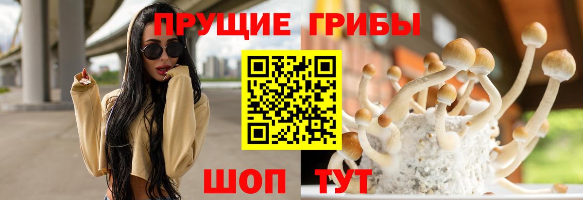 Галлюциногенные грибы Psilocybe  Вход с VPN  Кулебаки 